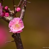 老木の開花