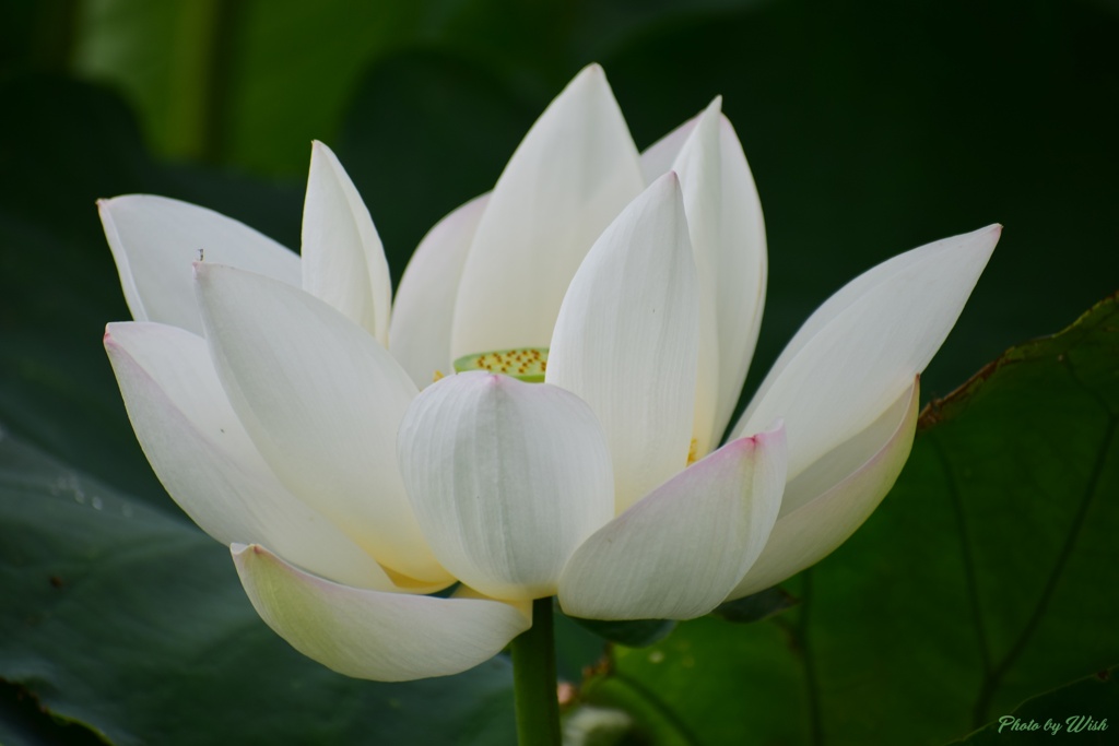 白蓮花