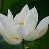 白蓮花