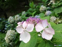 紫陽花の終盤