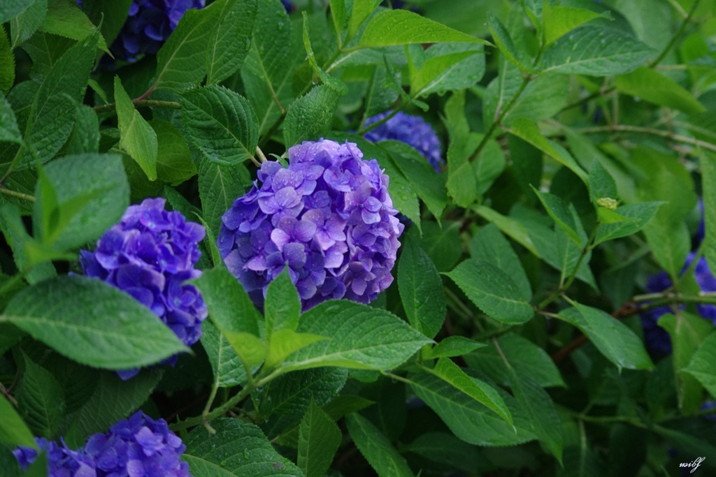 雨の紫陽花