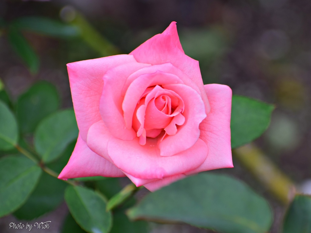 秋薔薇の季節