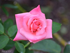 秋薔薇の季節