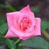 秋薔薇の季節