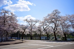 桜風景