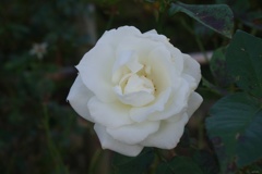 秋薔薇：11月に咲く白薔薇