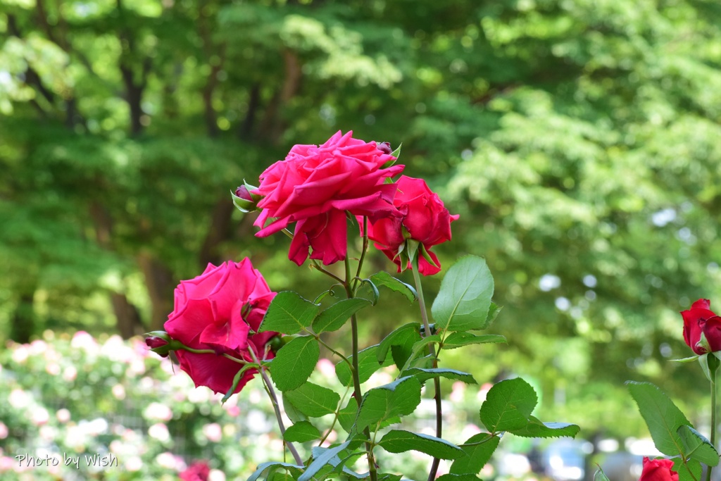 背の高い紅色薔薇