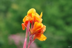 カンナの花