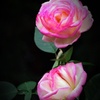 秋薔薇