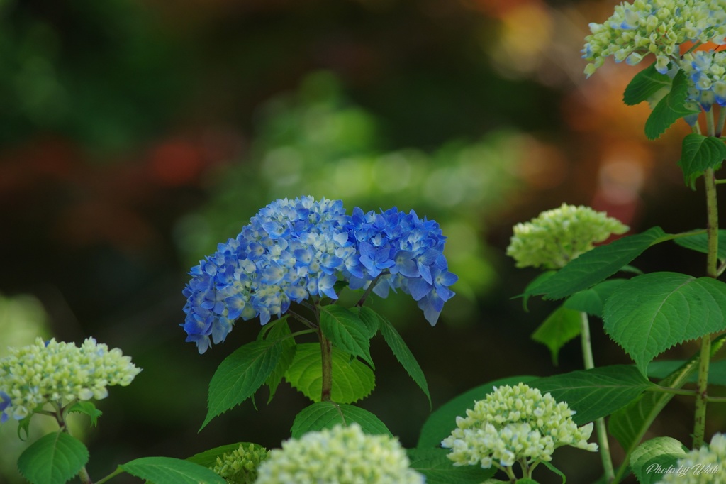 6月の紫陽花