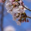 花粉採集に夢中