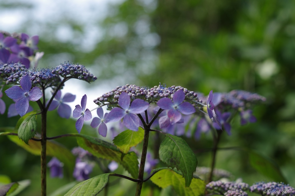 山紫陽花