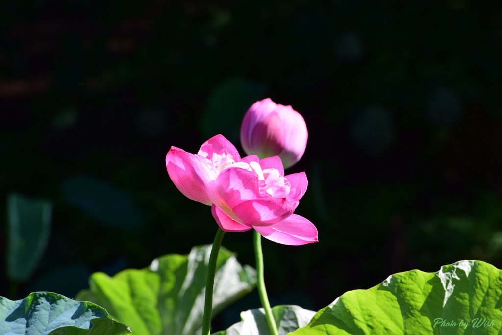 蓮花の競演