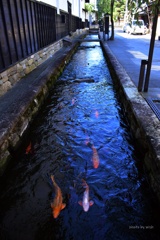 飛騨古川：瀬戸川を泳ぐ鯉