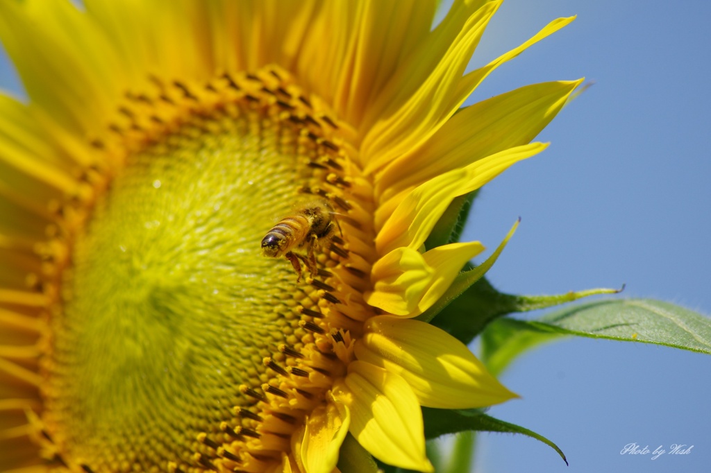 Bees and sunflowers