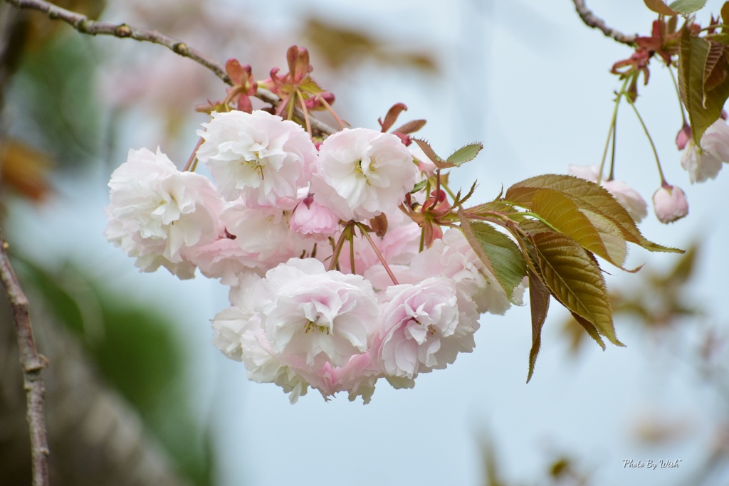 八重桜