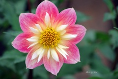 秋に咲く花