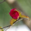 開花