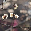 3月の煌めき