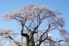 青空と桜