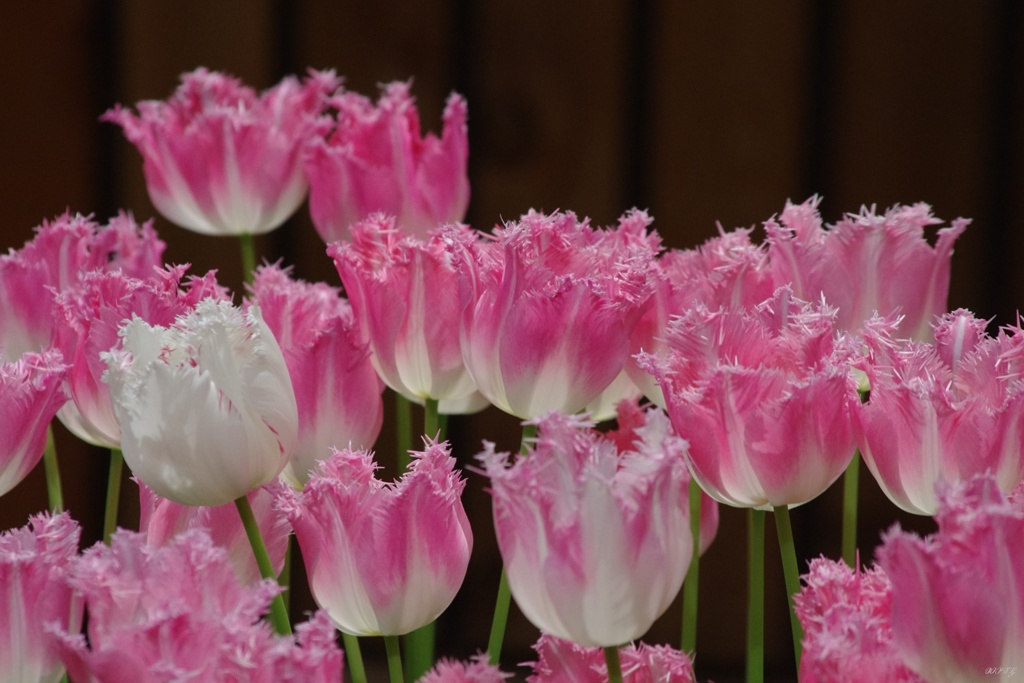 pink＆White