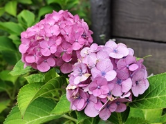 紫陽花