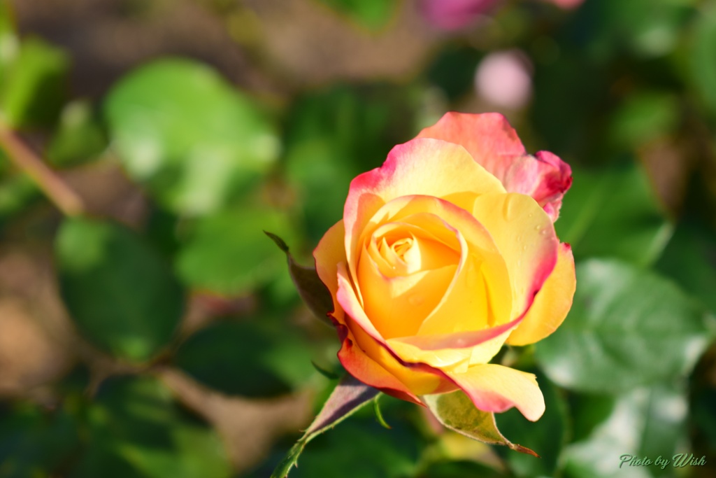 秋薔薇