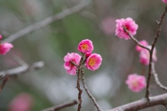 3月の紅梅