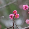 3月の紅梅