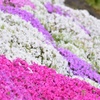 芝桜