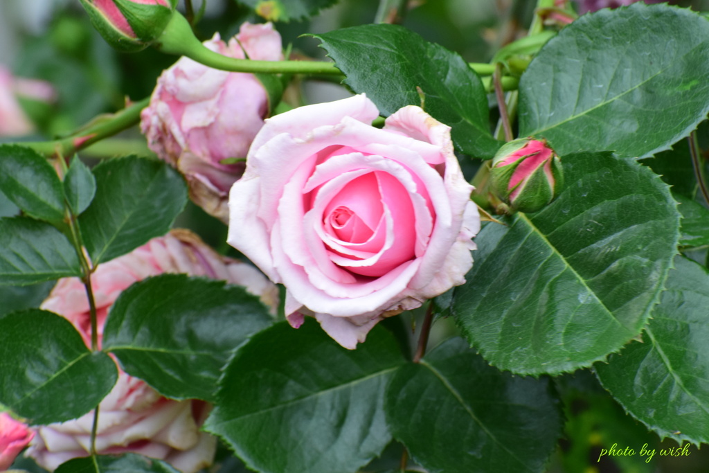 Pink Rose