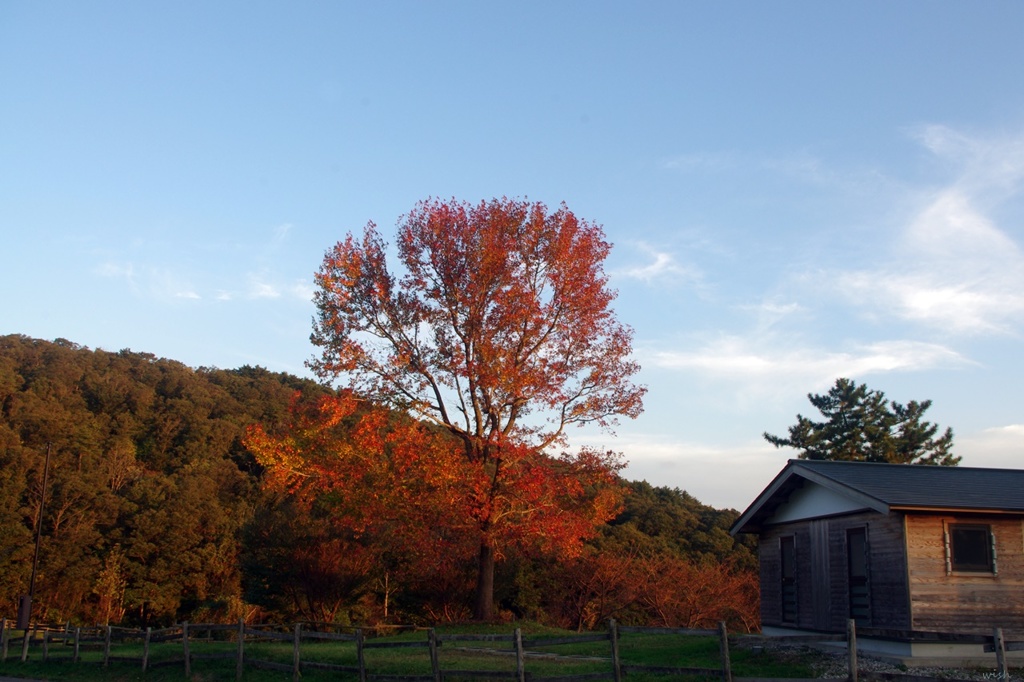 夕陽に照らされて：紅葉