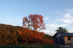 夕陽に照らされて：紅葉
