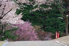 花弁舞う