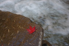 一葉の紅葉