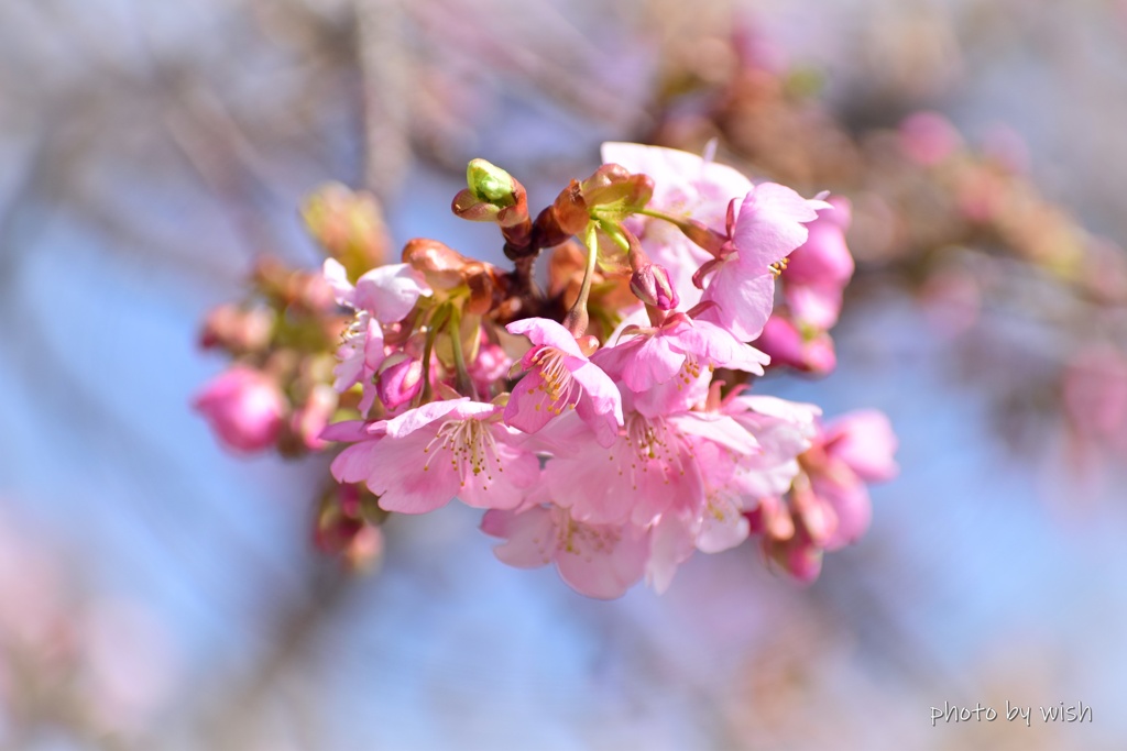 早咲き桜