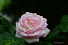 雨上がりの薔薇
