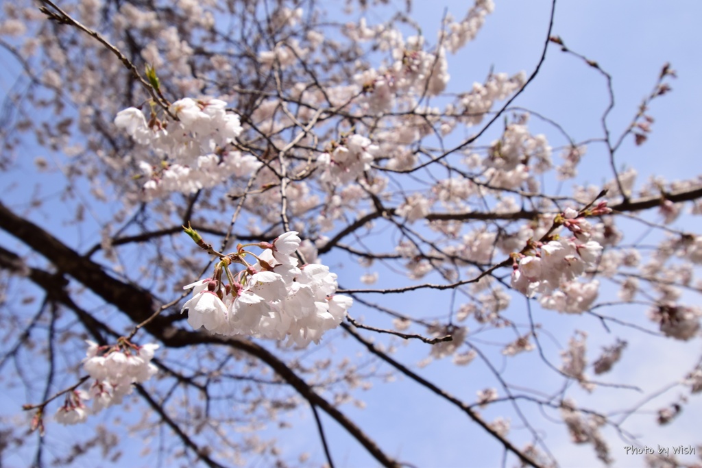 荘川桜