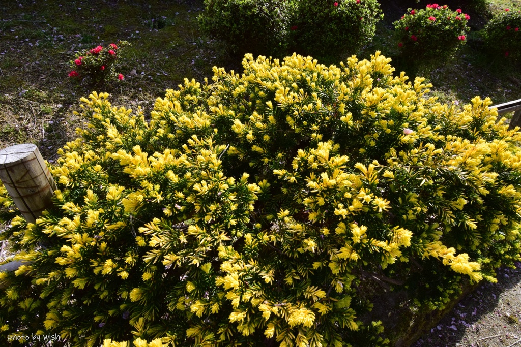 キンメキャラボク