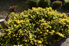 キンメキャラボク