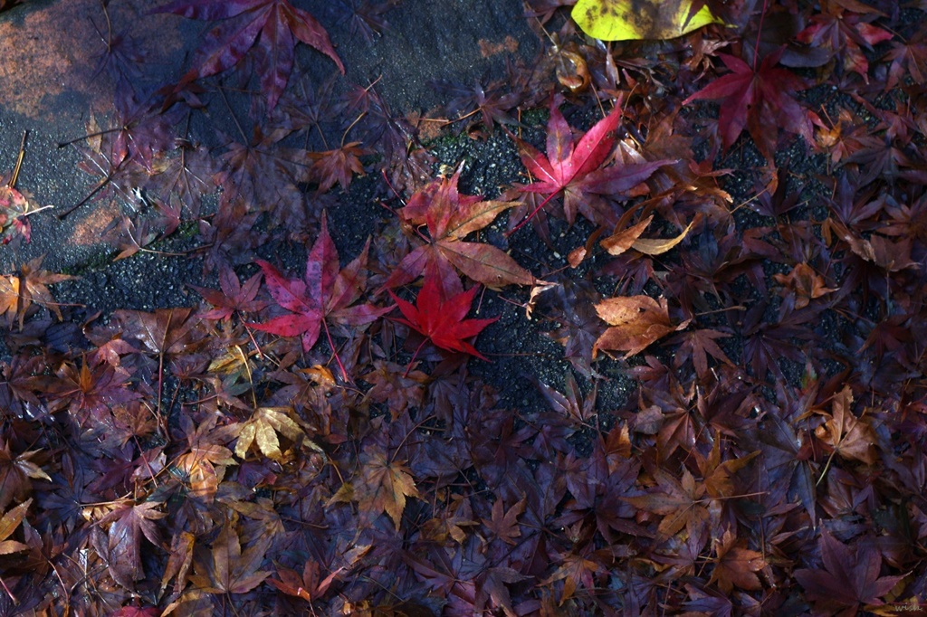 紅葉：雨あがりの歩道