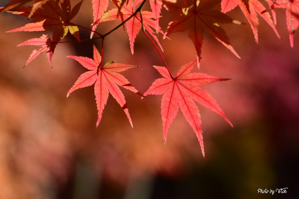 色が綺麗な紅葉