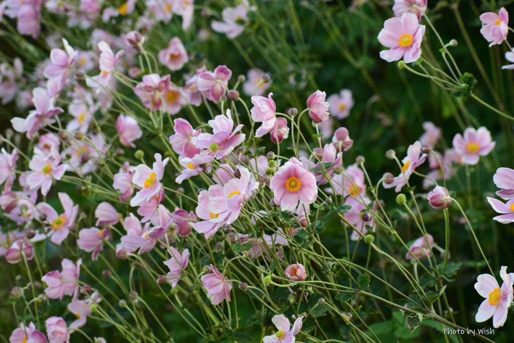 花盛り