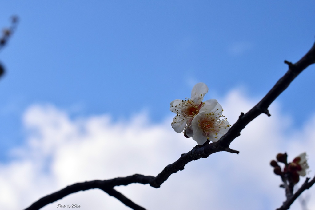 一月に咲く白梅