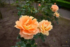 秋薔薇