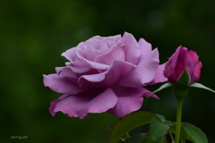 6月の薔薇