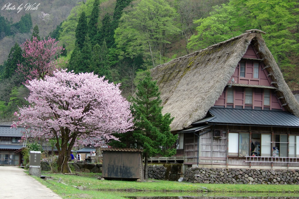 春の合掌集落