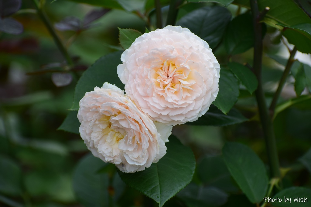 7月の薔薇