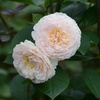 7月の薔薇