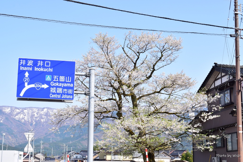 城端　桜名所